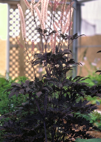 Cimicifuga (Actaea) ramosa (simplex) 'Hillside Black Beauty'